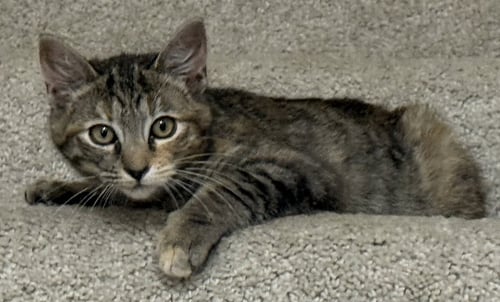 KITTEN MONNA - Tabby available for adoption