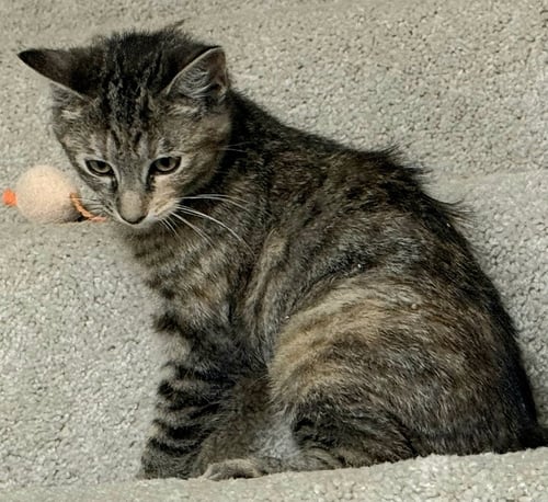 KITTEN MONNA - Tabby available for adoption