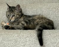 KITTEN MONNA - Photo 3