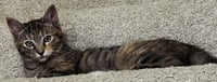 KITTEN MONNA - Photo 4
