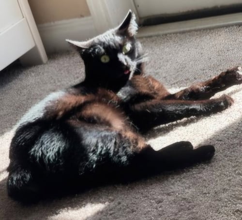PANTHER - Bobtail available for adoption