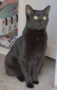 PANTHER - Photo 2