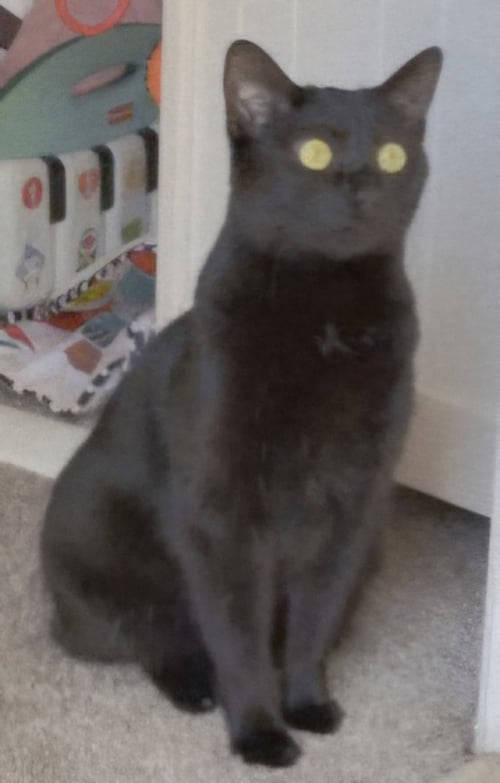 PANTHER - Bobtail available for adoption