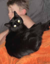 PANTHER - Photo 3