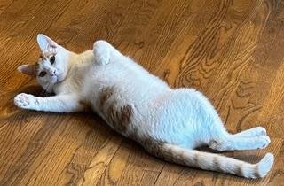 PICCOLO - Domestic Short Hair available for adoption