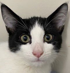 KITTEN FRANKIE - Domestic Short Hair available for adoption