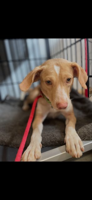SUNNY - Beagle / Hound available for adoption