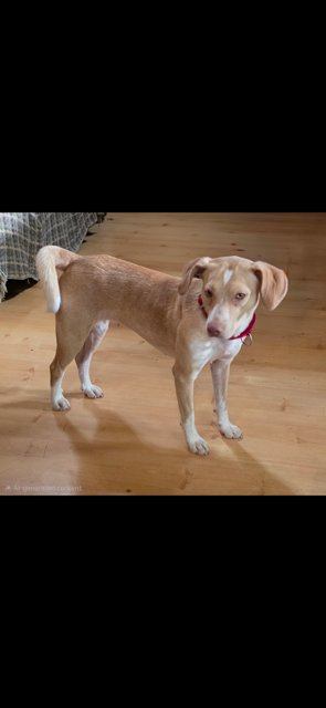 SUNNY - Beagle / Hound available for adoption