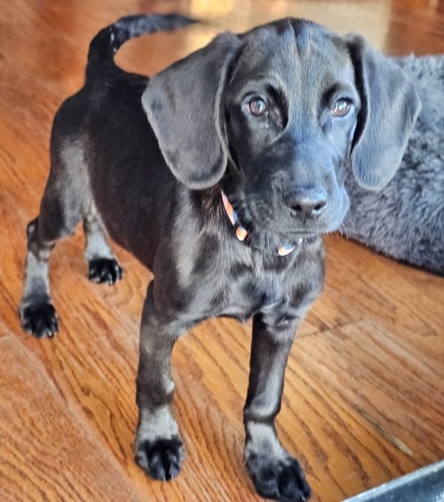 PUPPY PRINCESS CASSIE - Labrador Retriever / Hound available for adoption