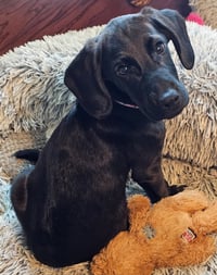PUPPY PRINCESS CASSIE - Photo 2