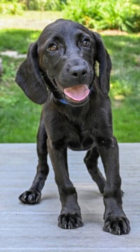 PUPPY PRINCESS CASSIE - Photo 3