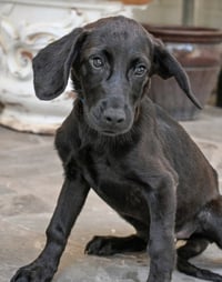 PUPPY PRINCESS CASSIE - Photo 4