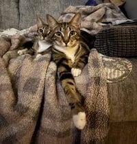 BONKERS & DOTTIE - BONDED PAIR - Photo 1