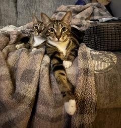 BONKERS & DOTTIE - BONDED PAIR - Tabby available for adoption
