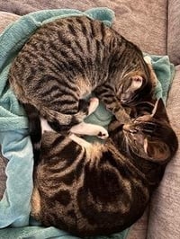 BONKERS & DOTTIE - BONDED PAIR - Photo 3