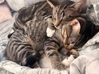 BONKERS & DOTTIE - BONDED PAIR - Tabby available for adoption
