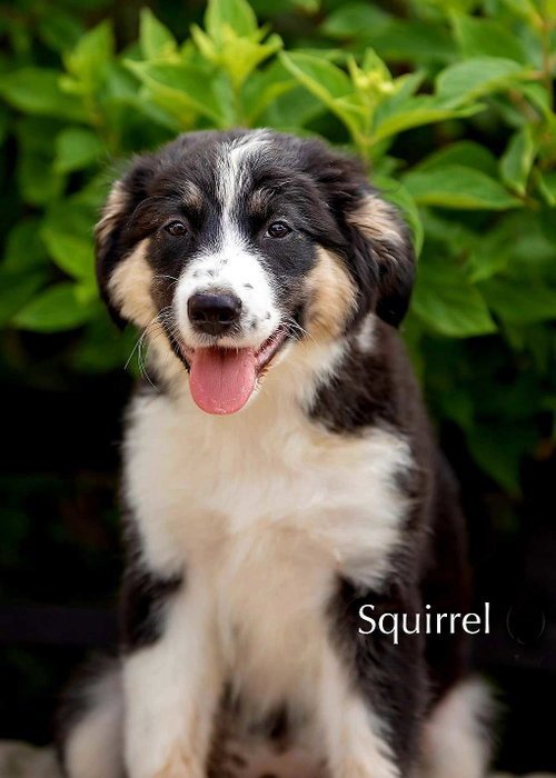 PUPPY SQUIRREL - Great Pyrenees / Australian Shepherd available for adoption