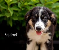 PUPPY SQUIRREL - Photo 2