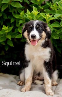 PUPPY SQUIRREL - Photo 3
