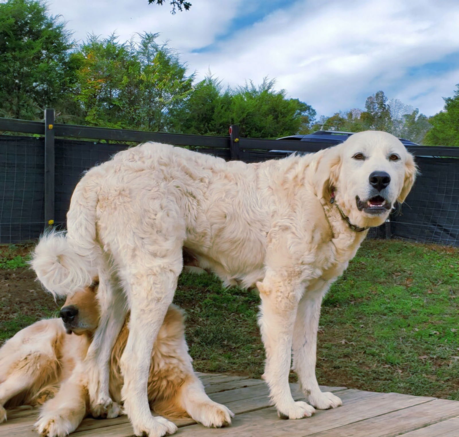 WINNIE  GENTLE GIRL - Great Pyrenees available for adoption