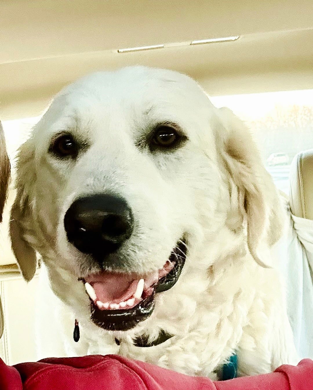 WINNIE  GENTLE GIRL - Great Pyrenees available for adoption