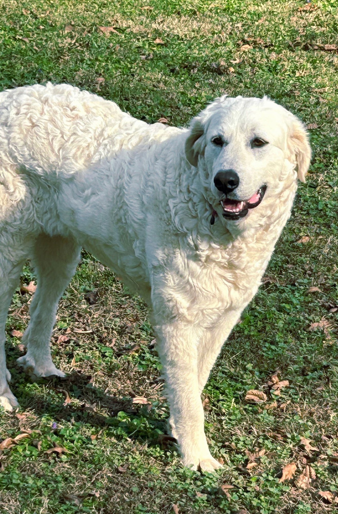 WINNIE  GENTLE GIRL - Photo 3