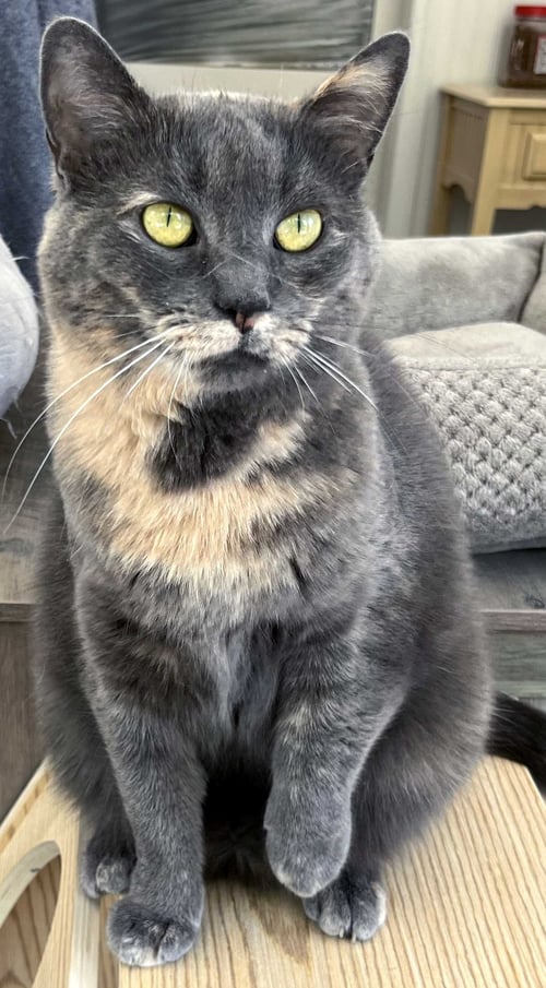 GREY'S ANGEL GIRL - Tortoiseshell available for adoption