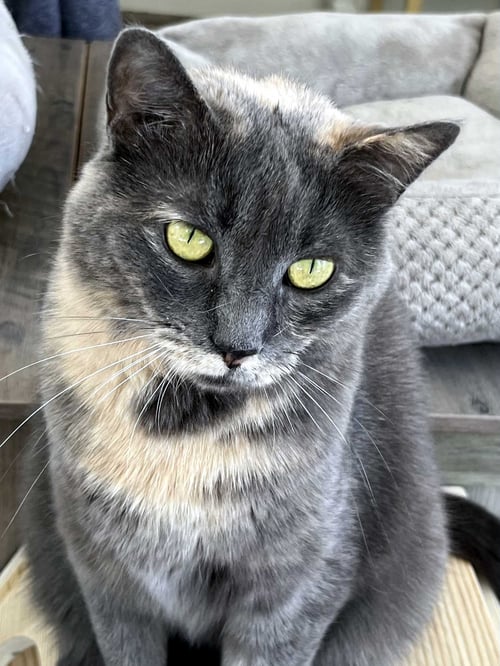 GREY'S ANGEL GIRL - Tortoiseshell available for adoption