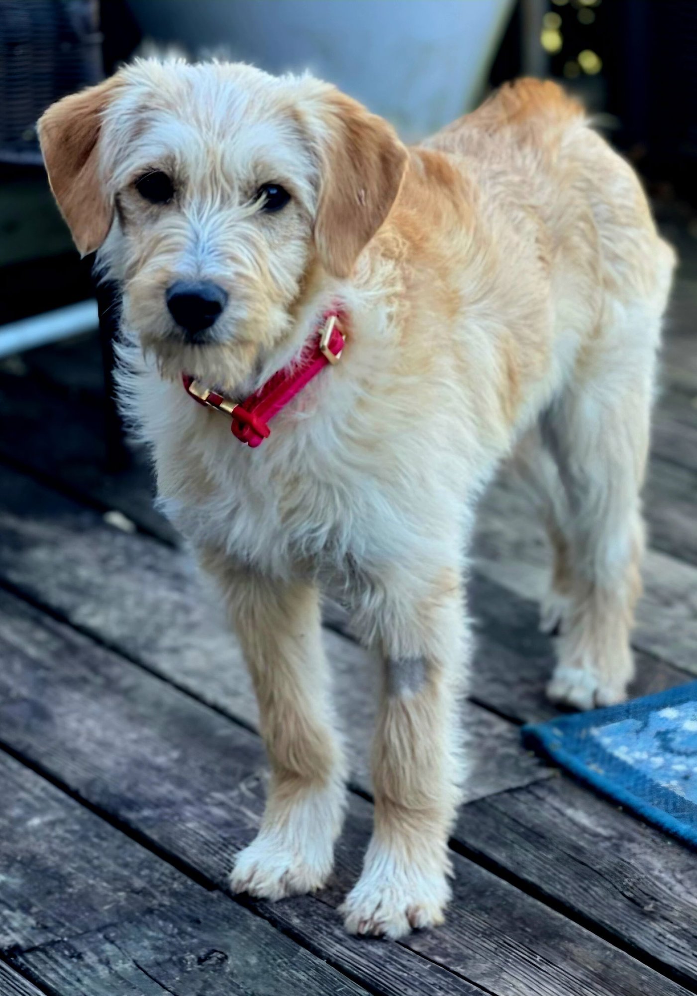 PUPPY LIBERTY - Golden Retriever / Beagle available for adoption