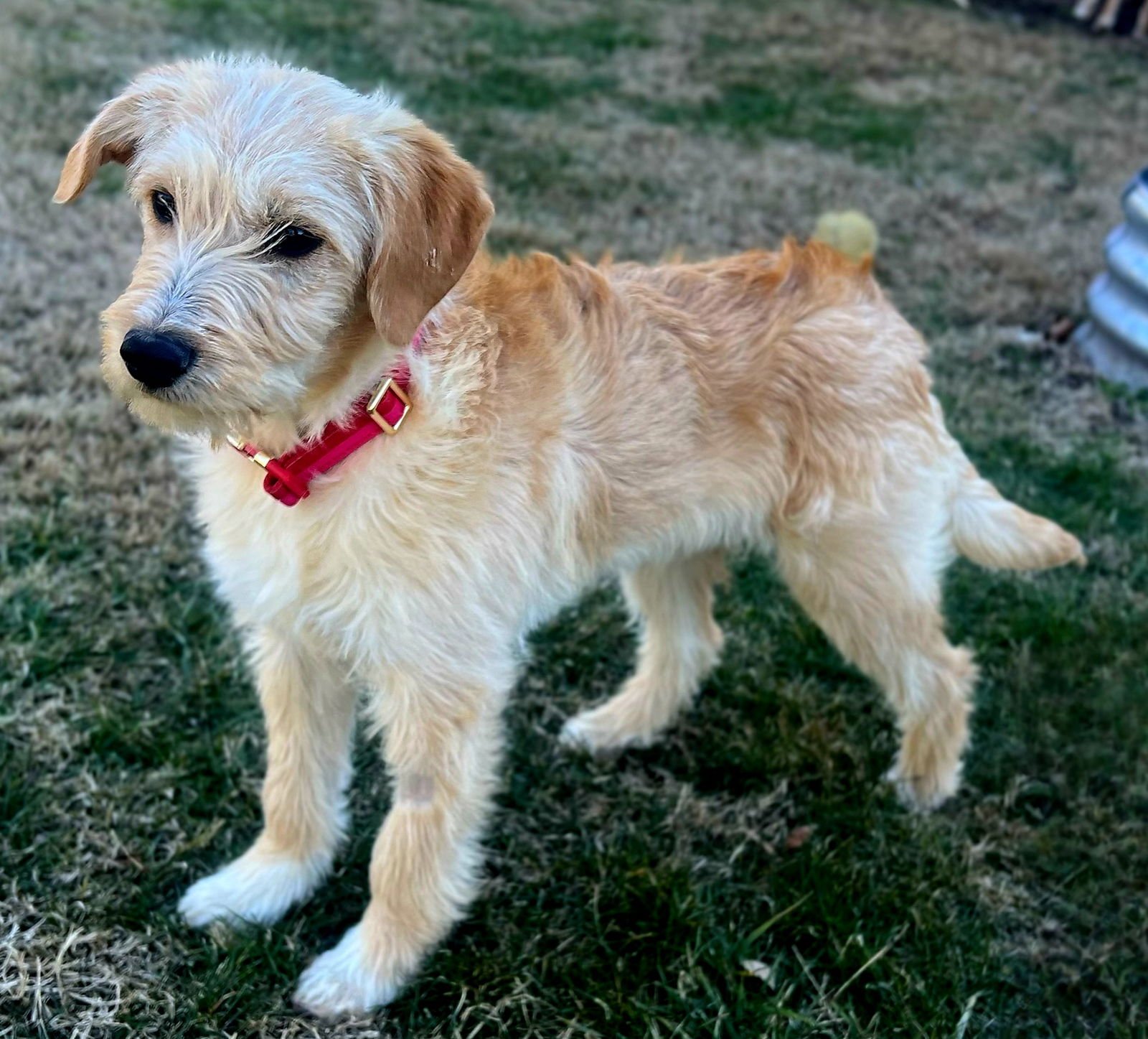 PUPPY LIBERTY - Golden Retriever / Beagle available for adoption