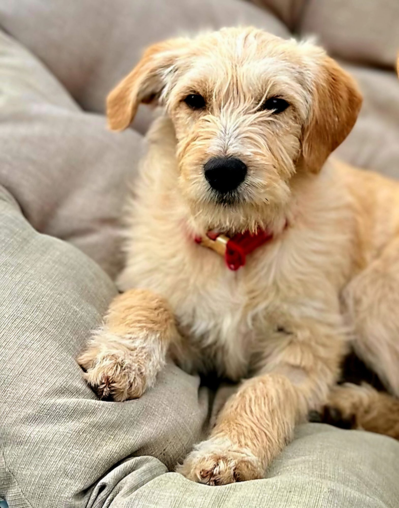 PUPPY LIBERTY - Photo 3