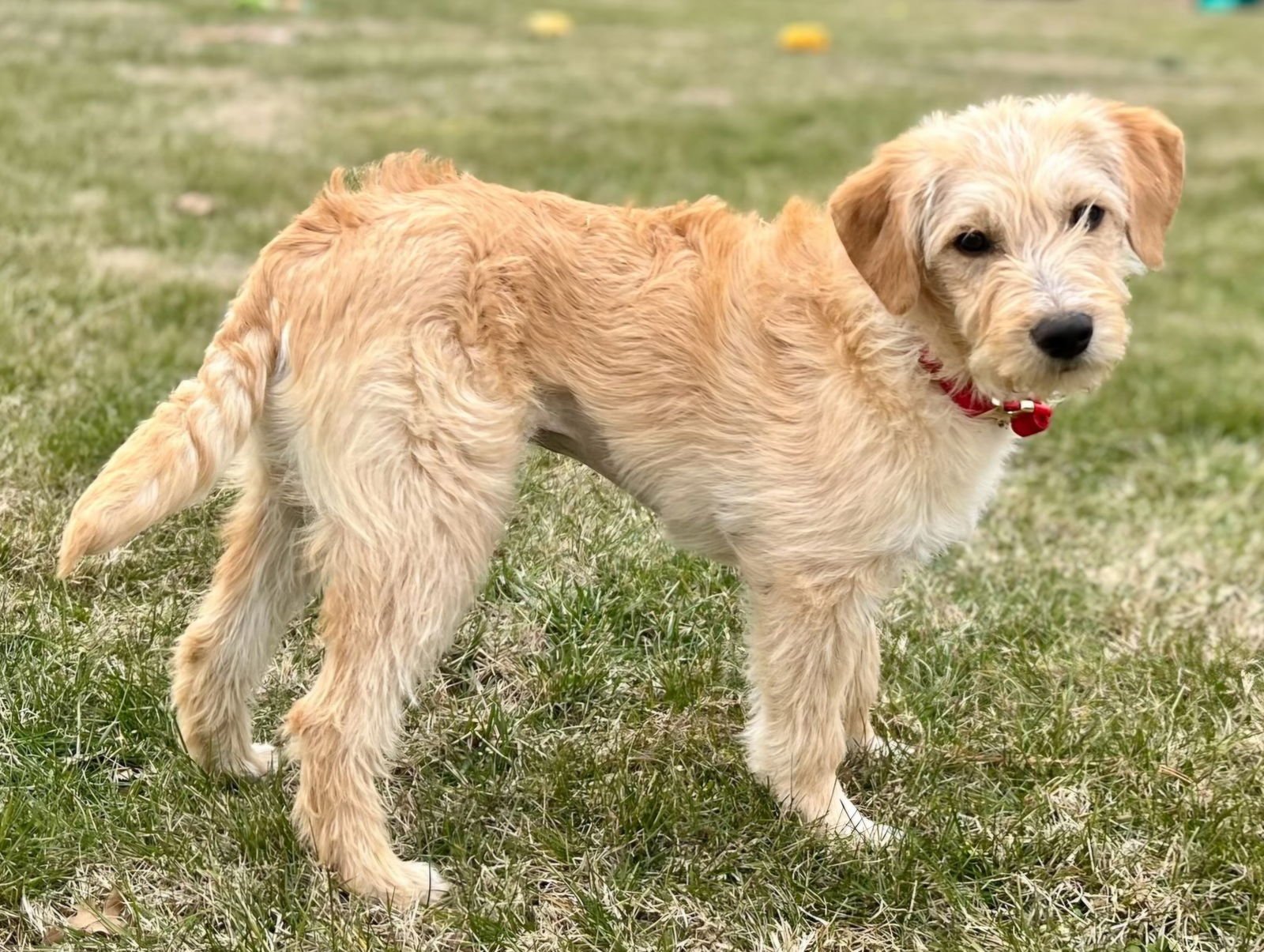 PUPPY LIBERTY - Photo 4