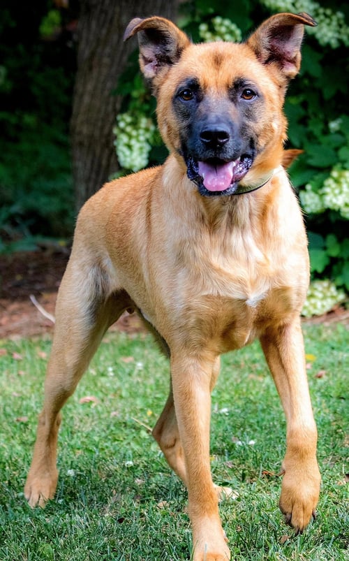 KENNY - Shepherd available for adoption