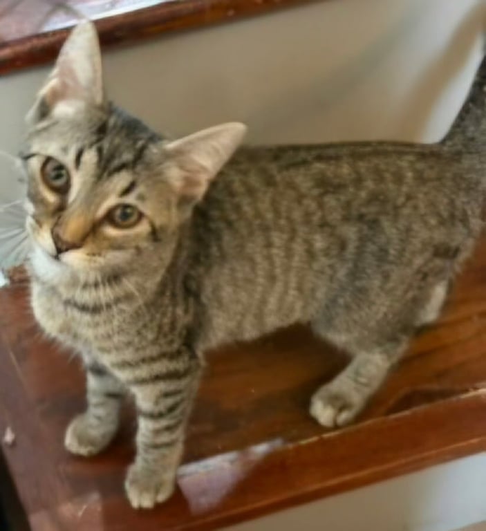 KITTEN CLAIRE Image
