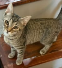 KITTEN CLAIRE - Photo 1