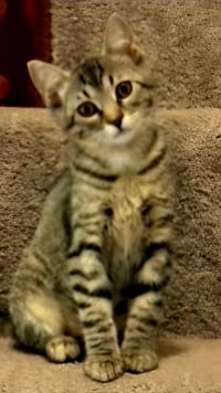 KITTEN CLAIRE - Photo 2