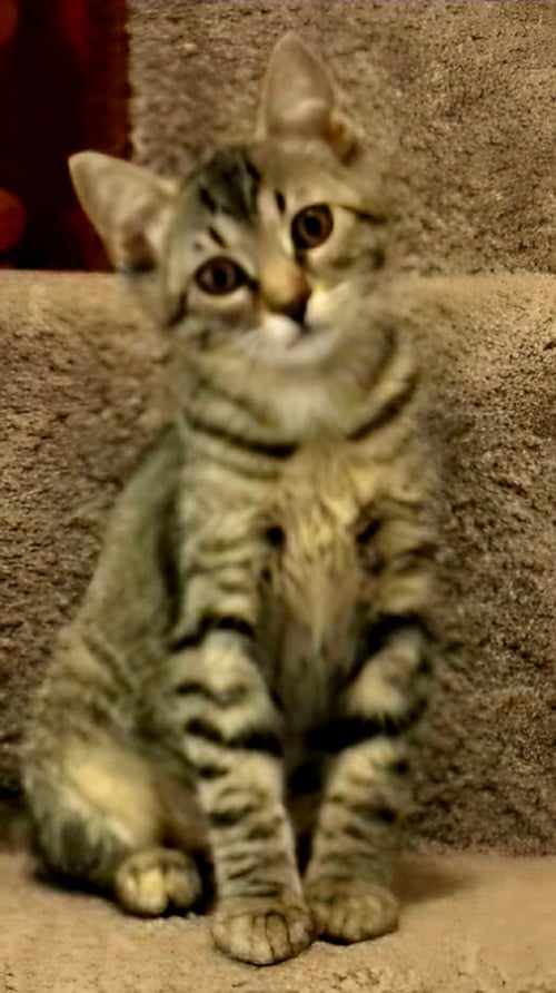 KITTEN CLAIRE - Tabby available for adoption