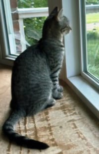 KITTEN CLAIRE - Photo 3