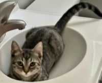 KITTEN CLAIRE - Photo 4