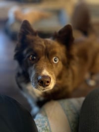 HAZEL - Photo 2