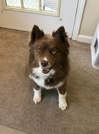 HAZEL - Photo 4