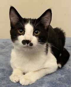 KITTEN FREDDIE - Domestic Short Hair available for adoption