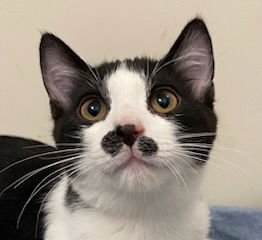 KITTEN FREDDIE - Domestic Short Hair available for adoption