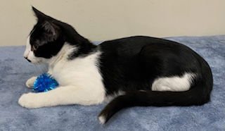 KITTEN FREDDIE - Photo 4