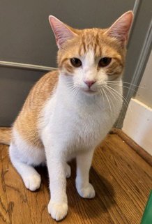HAMSTER - Domestic Short Hair available for adoption