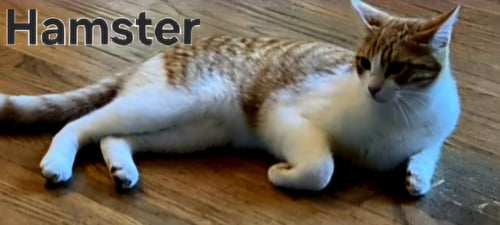 HAMSTER - Domestic Short Hair available for adoption