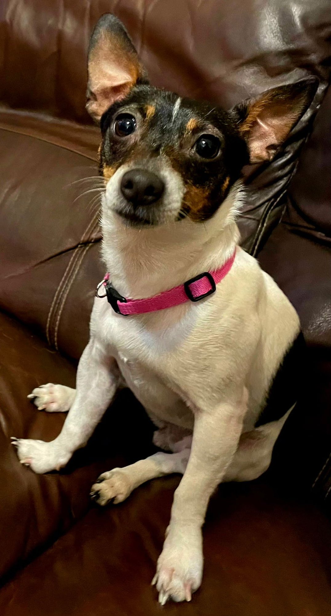 DANICA   9 LBS. - Rat Terrier available for adoption