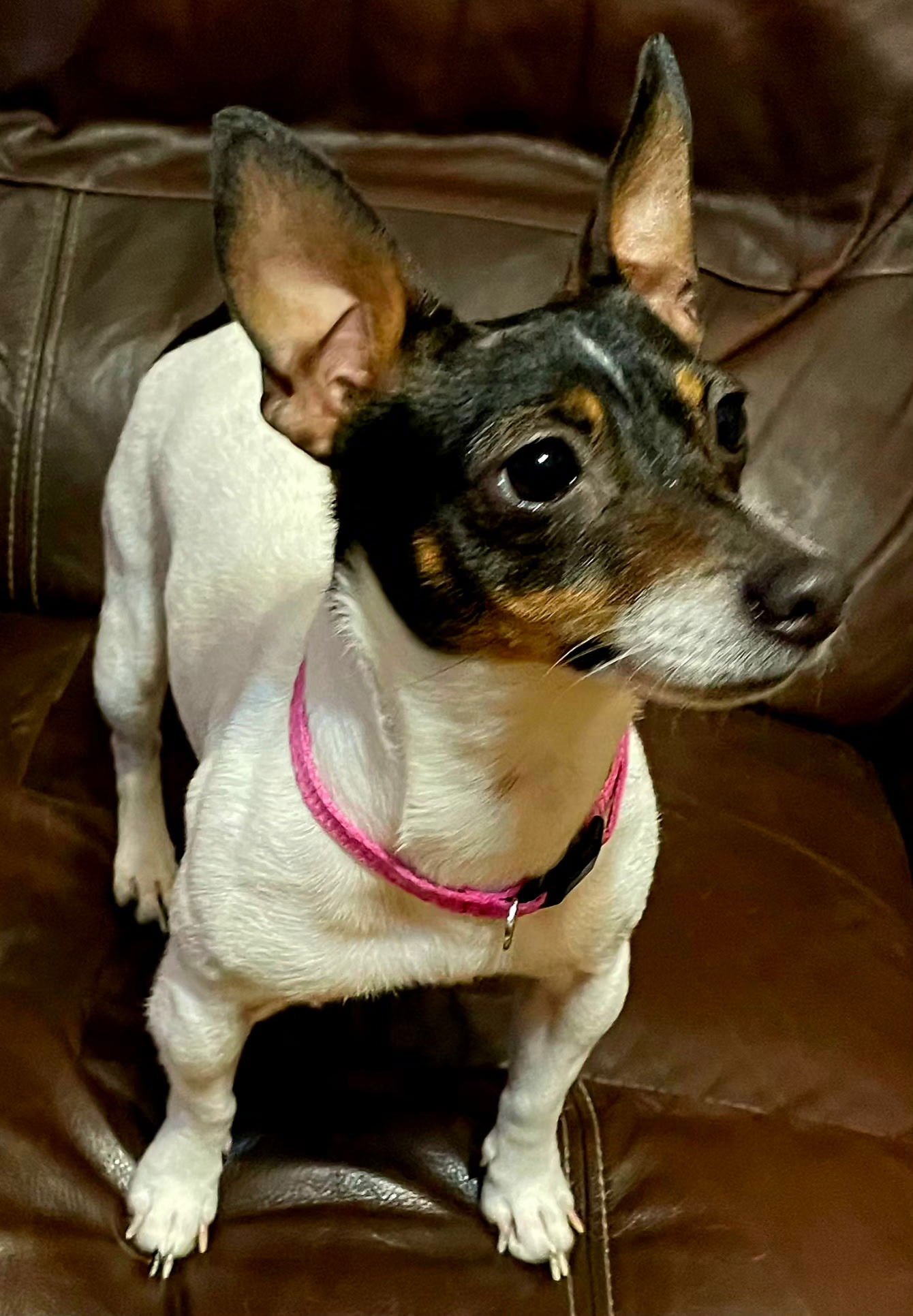 DANICA   9 lbs. - Photo 3