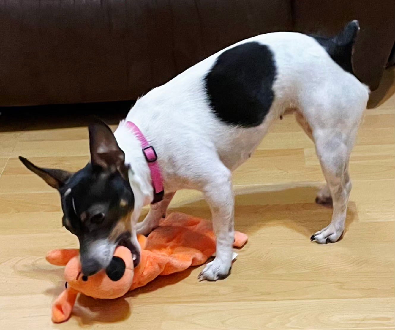 DANICA   9 lbs. - Photo 4