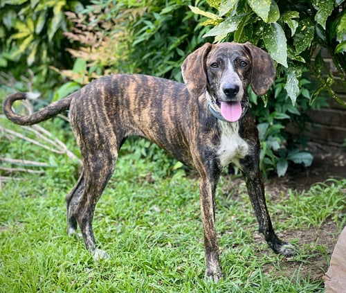 SWEET  CAROLINE - Bluetick Coonhound available for adoption